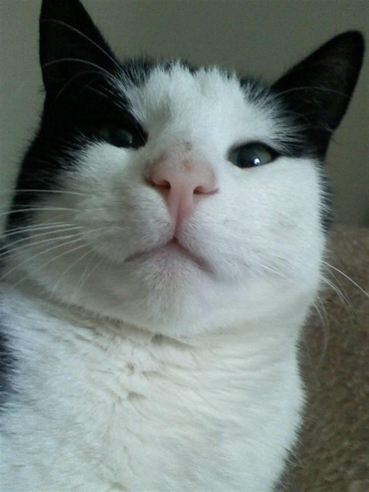 Huskat Manse - Bror til futte - goddag goddag billede 4