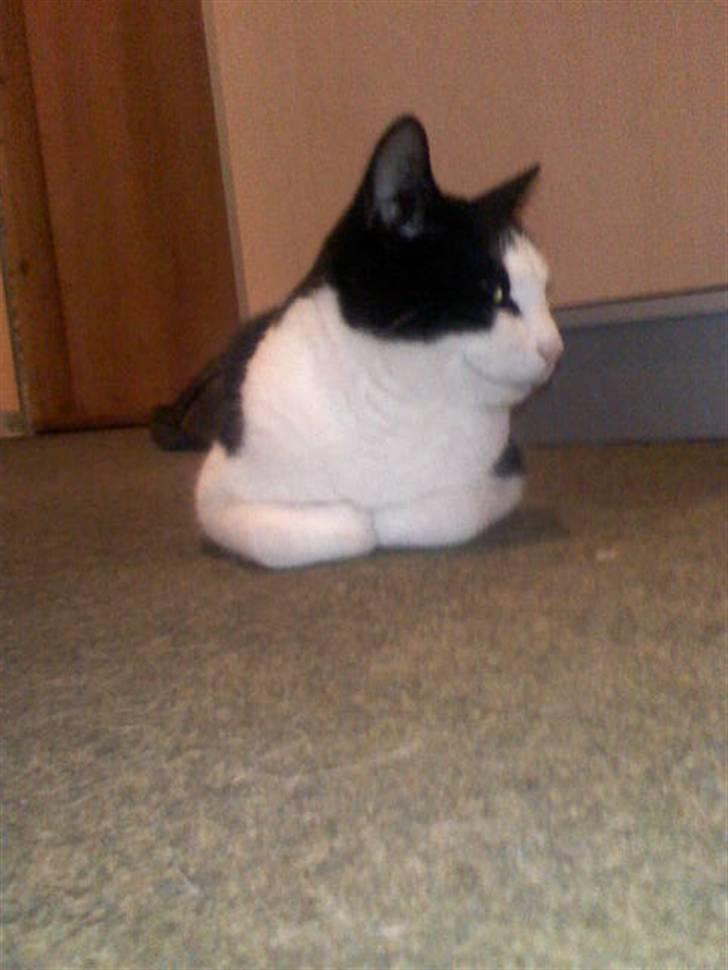 Huskat Manse - Bror til futte - hva så smukke billede 5