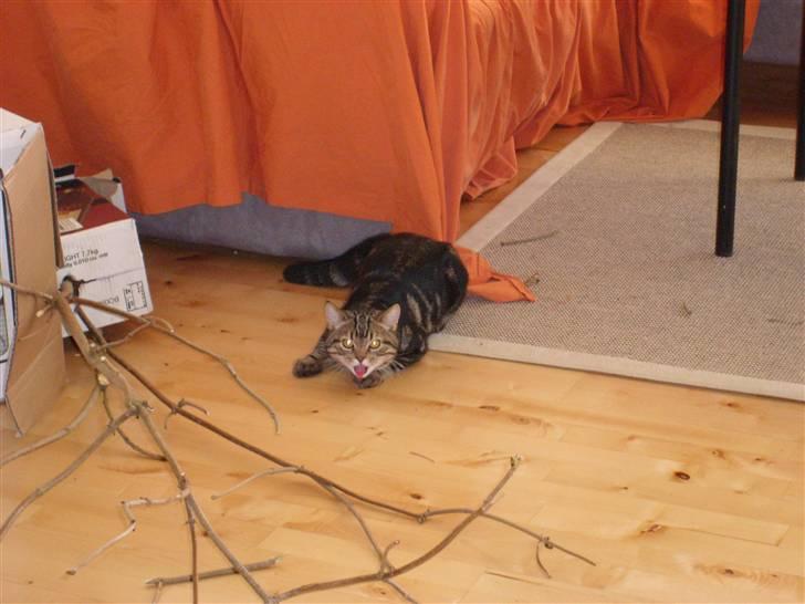 Blanding af racer Zilas Valo - Tungen ud af munden.. det er hårdt at være en farlig tiger. billede 7