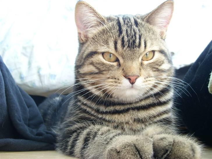 Blanding af racer Zilas Valo - Jeg prøver at være total coooool billede 8