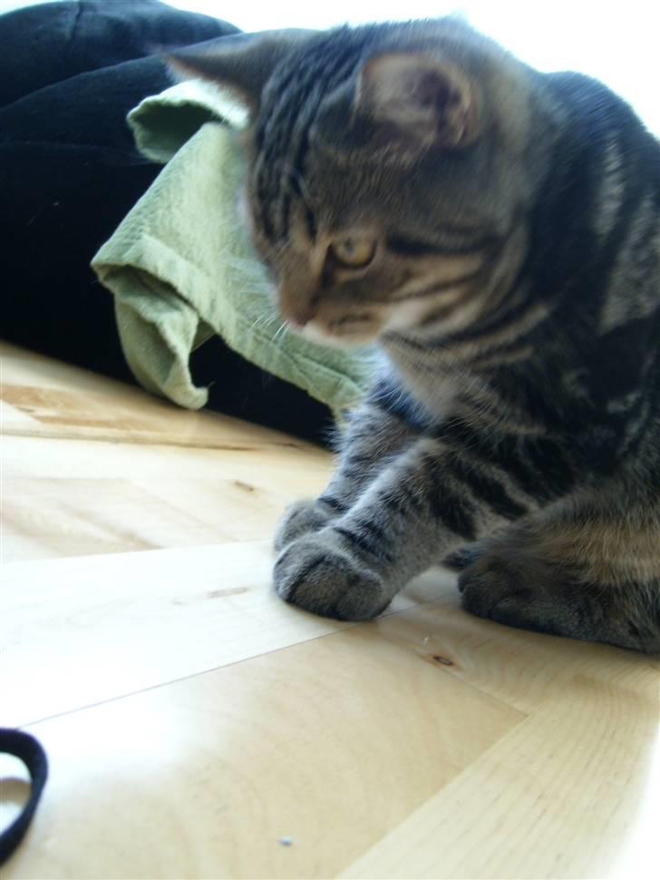 Blanding af racer Zilas Valo - Yps en farlig edderkop.. billede 9