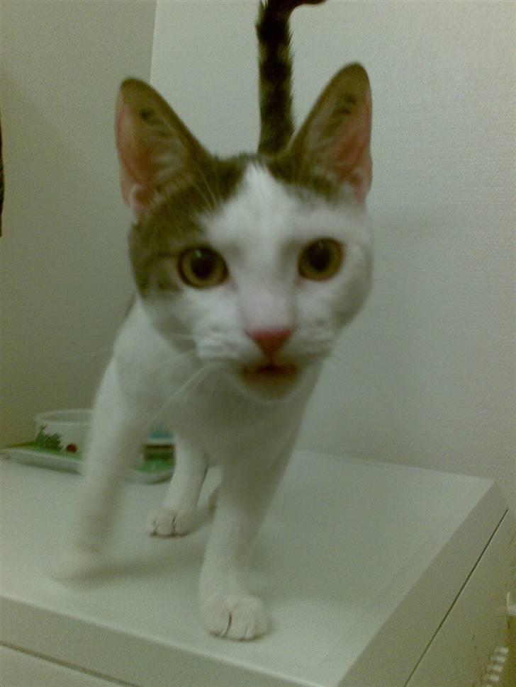 Huskat Sune billede 1