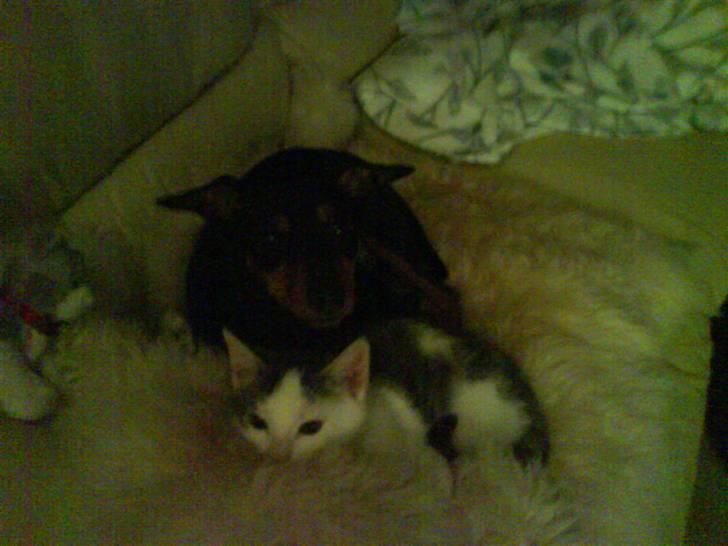 Huskat Sune billede 2