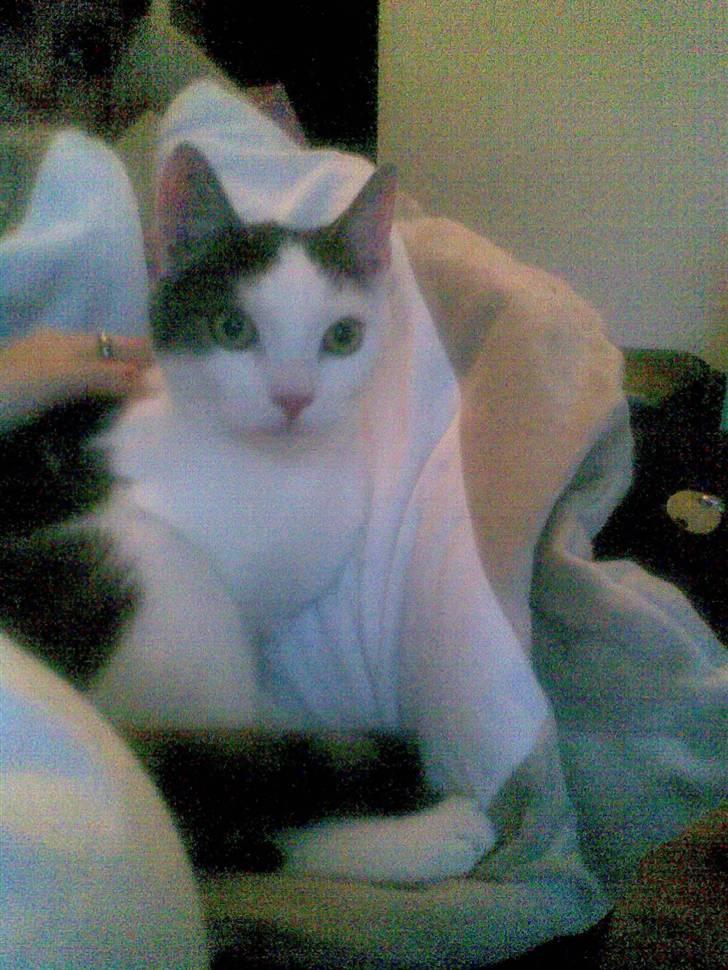 Huskat Sune billede 3