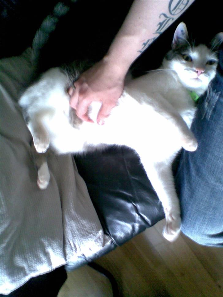 Huskat Sune billede 4