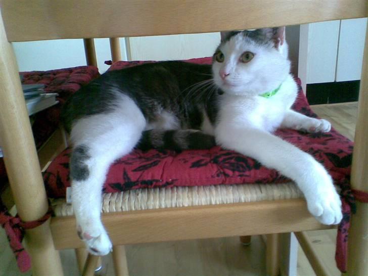 Huskat Sune billede 5