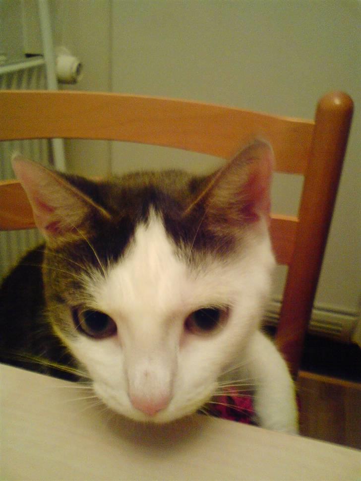 Huskat Sune billede 6