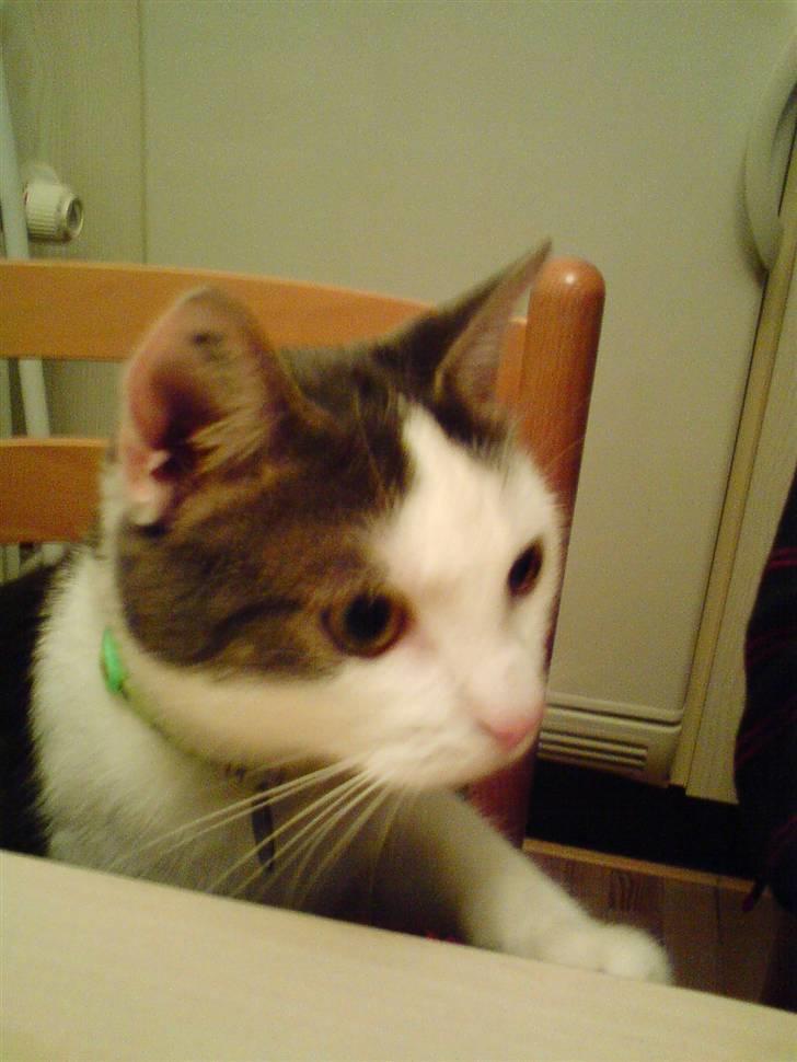 Huskat Sune billede 7