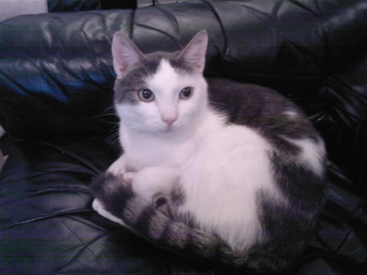 Huskat Sune billede 8