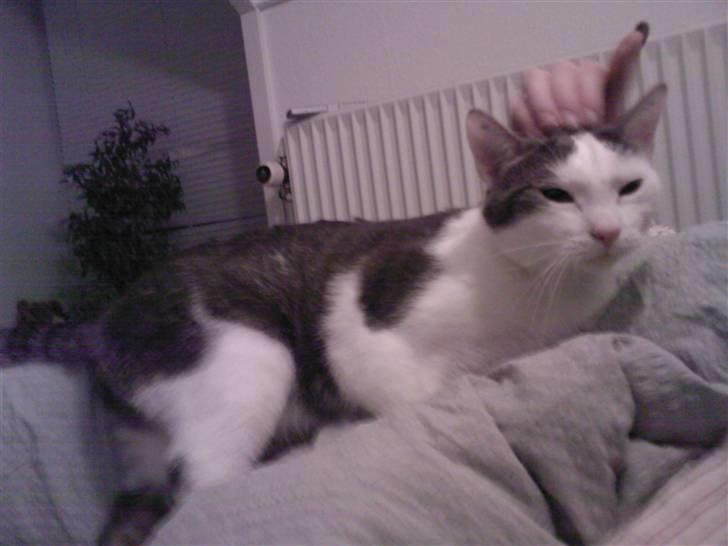 Huskat Sune billede 9