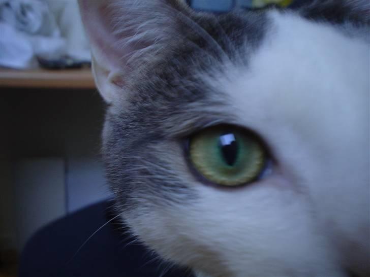 Huskat Sune billede 10