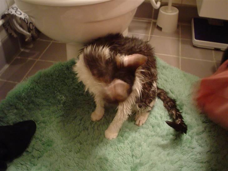 Huskat Sune billede 11