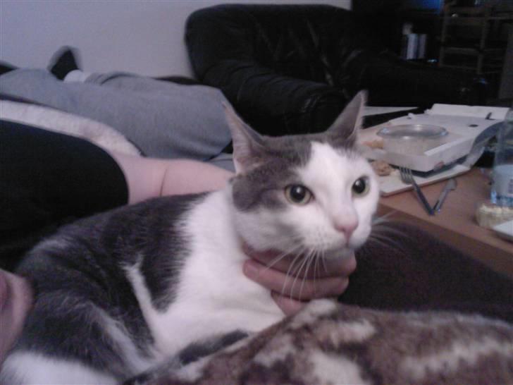 Huskat Sune billede 12