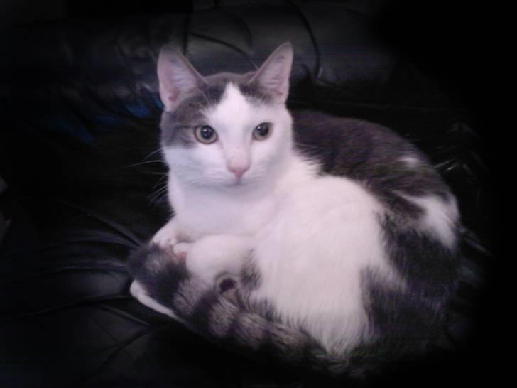 Huskat Sune billede 13