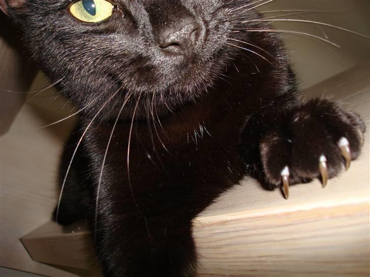 Huskat Maggie - halli hallo, giv mig det kamera! billede 5