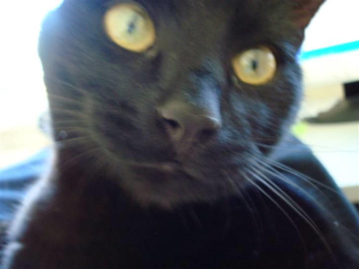 Huskat Maggie - *stirre stirre* billede 6