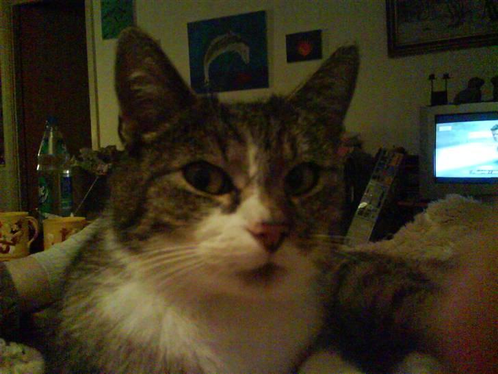 Huskat Smut *Prinsessen* - TOLTALY OPMÆRKSON:) billede 17