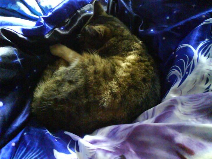 Huskat Smut *Prinsessen* - jeg er i himlen:)  billede 18