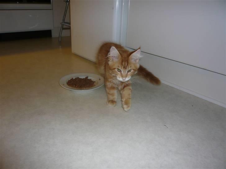 Maine Coon Ramses - MOR! -her går du og siger at jeg er en prins der kun fortjener det bedste - og så serverer du DÅSEMAD? - hvad blev der af rejerne??? billede 15