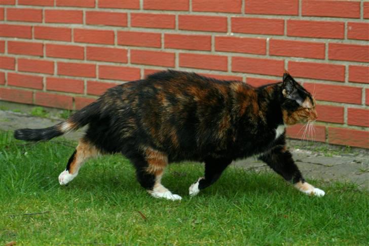 Huskat Misser billede 13