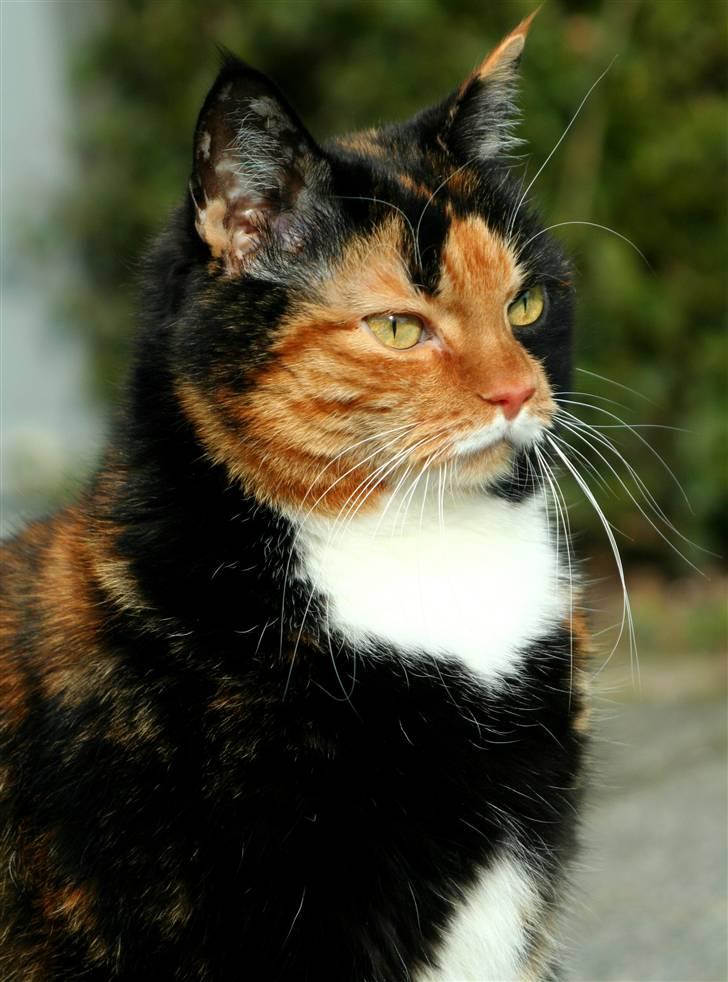 Huskat Misser billede 14