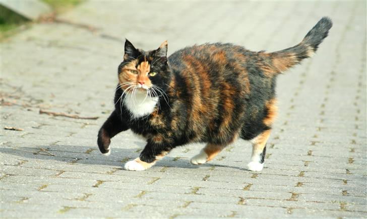 Huskat Misser billede 15