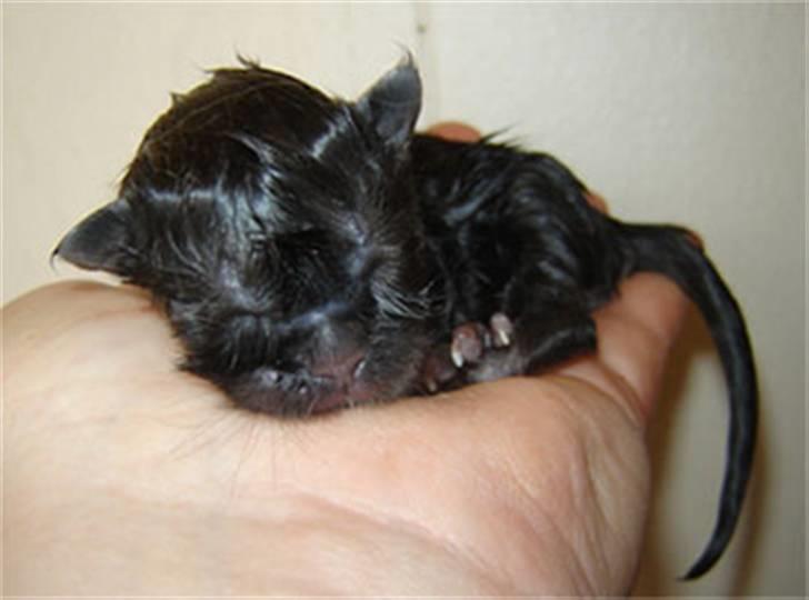 Maine Coon Fjembeboen´s World Winner - World Winner nyfødt billede 7