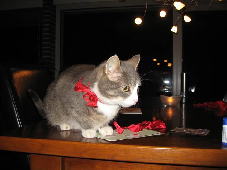 Blanding af racer Mivsen billede 10