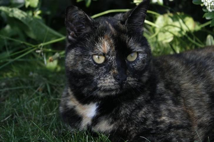 Blanding af racer Luna <3 - Der er så LUNA :) - Velkommen ! billede 1