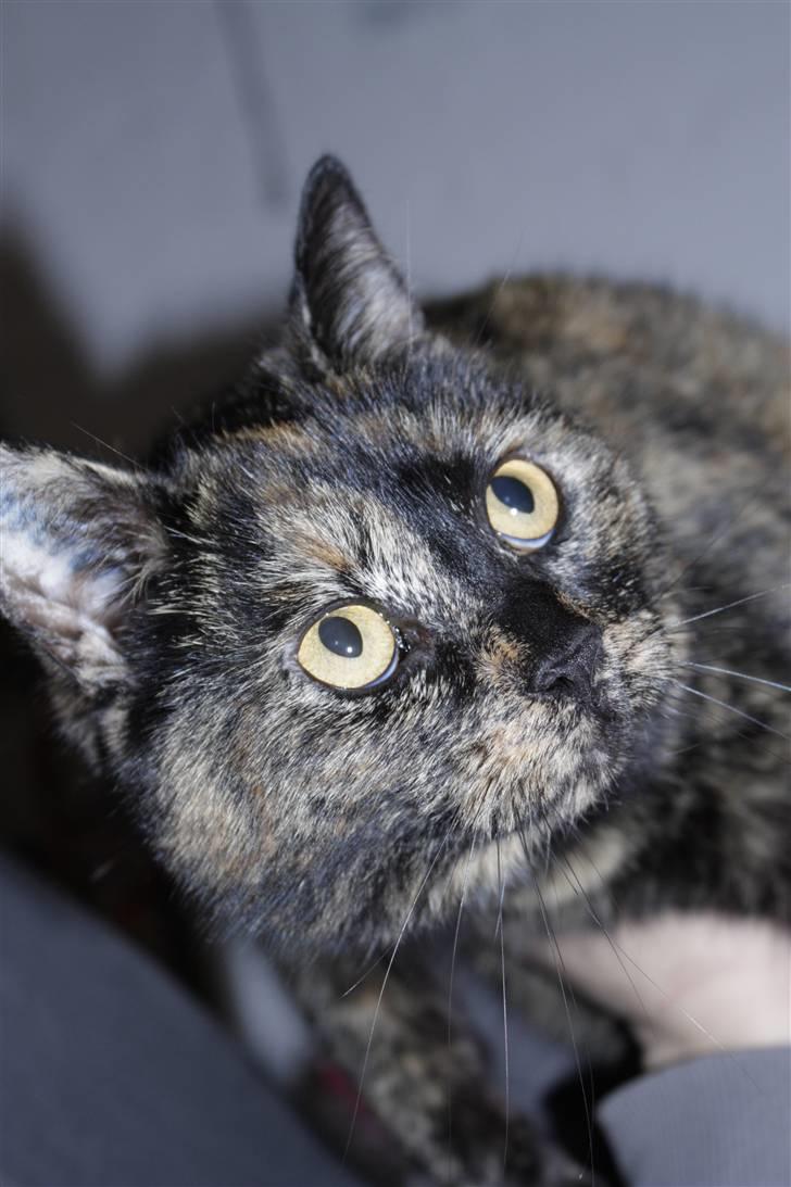 Blanding af racer Luna <3 - Jeg er ret fotogen :D billede 2