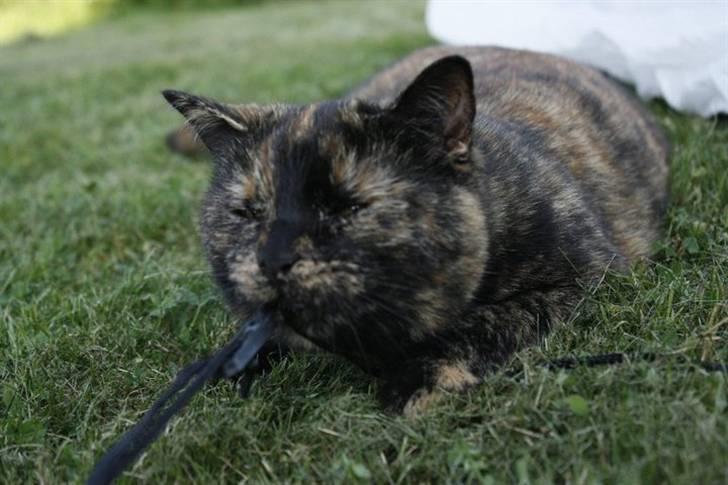 Blanding af racer Luna <3 - Jeg er meget legesyg :D billede 3