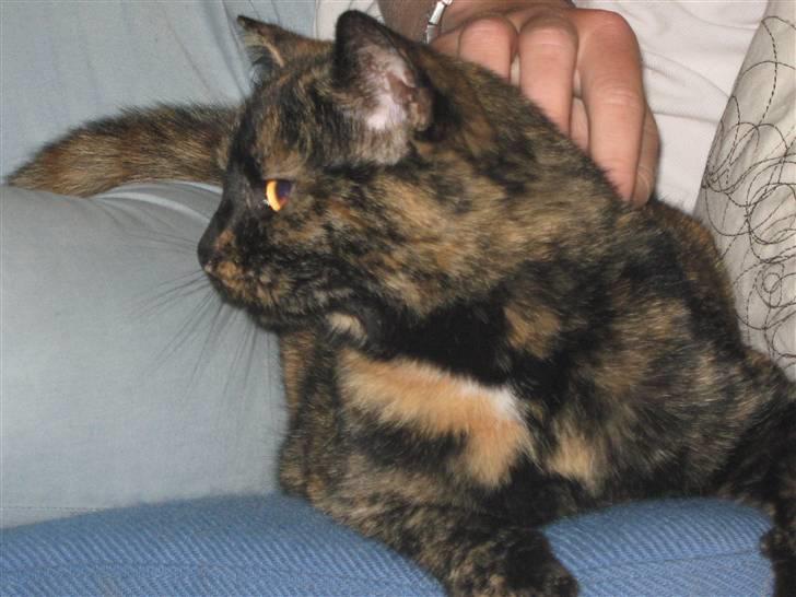 Blanding af racer Luna <3 - Elsker at blive nusset! billede 4