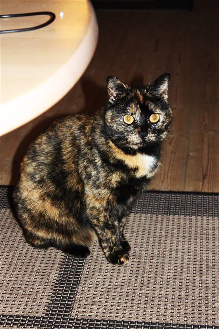 Blanding af racer Luna <3 - "Sid pænt" xD billede 6