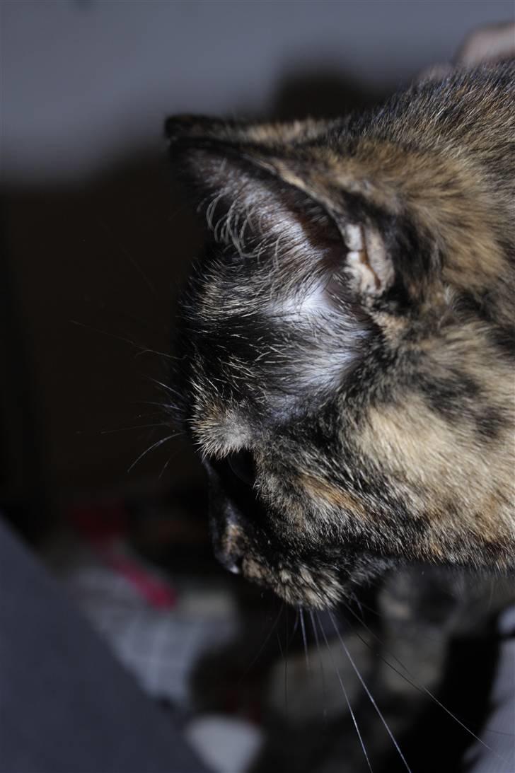 Blanding af racer Luna <3 - From the siiiiite <3 billede 7