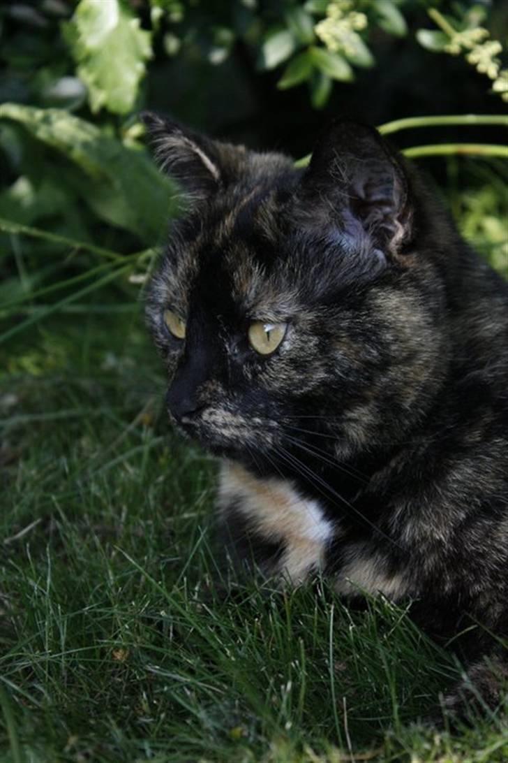 Blanding af racer Luna <3 - Smukke i: billede 8