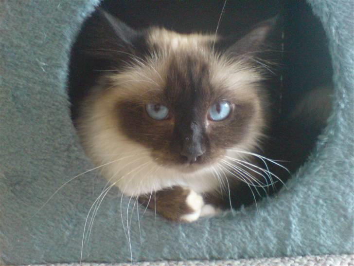 Hellig Birma Josefine *død* R.I.P. billede 1