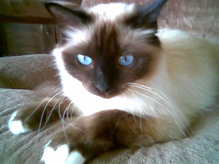 Hellig Birma Josefine *død* R.I.P. billede 2