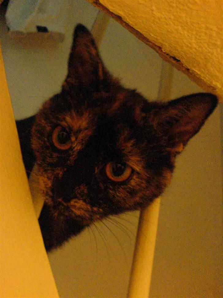 Blanding af racer Luna <3 - Hey there :D billede 9