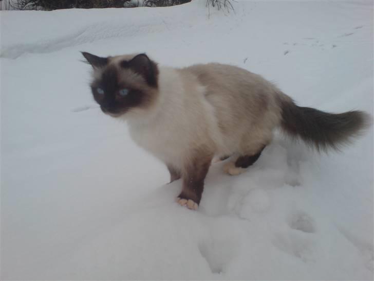 Hellig Birma Josefine *død* R.I.P. billede 3