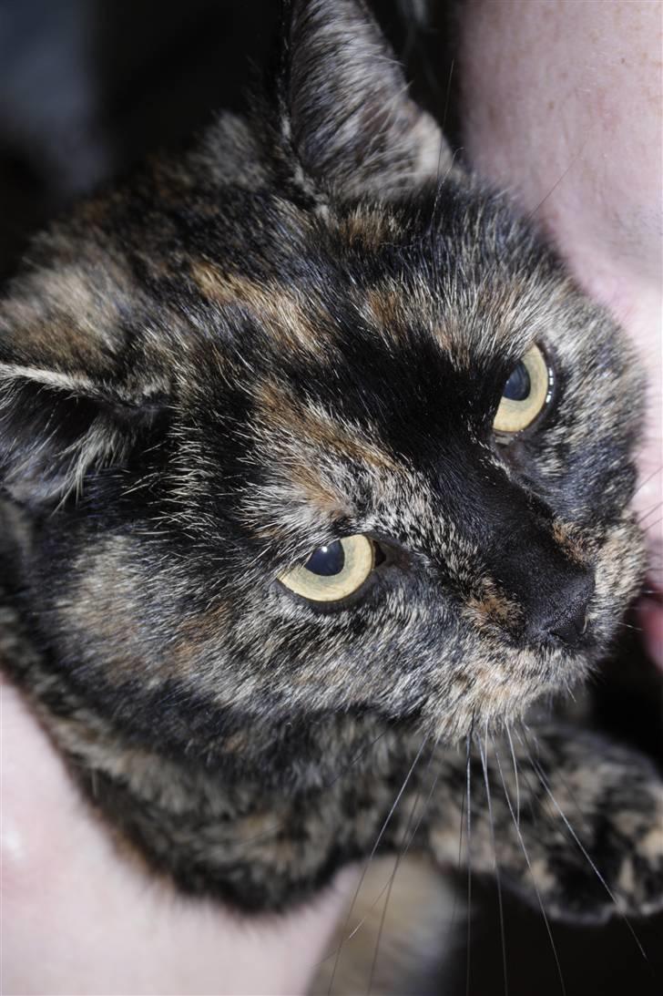 Blanding af racer Luna <3 - Smukkeste kat, det er jeg.. Siger Julie :D billede 10