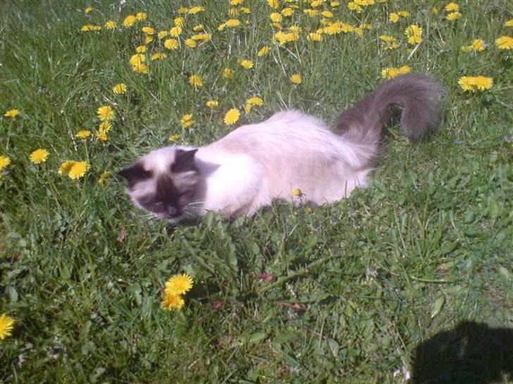 Hellig Birma Josefine *død* R.I.P. billede 4