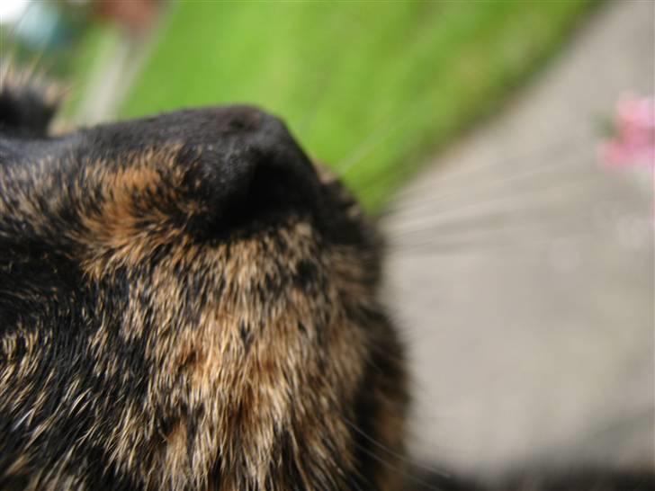 Blanding af racer Luna <3 - Min smukke næse :D billede 11