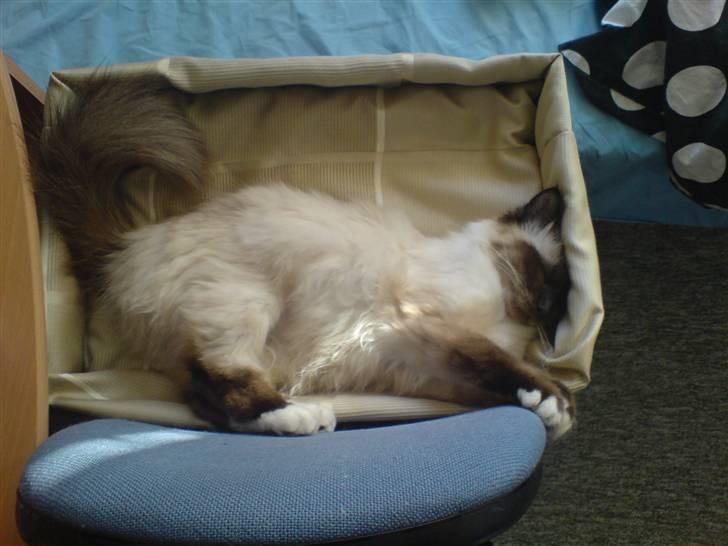 Hellig Birma Josefine *død* R.I.P. billede 5