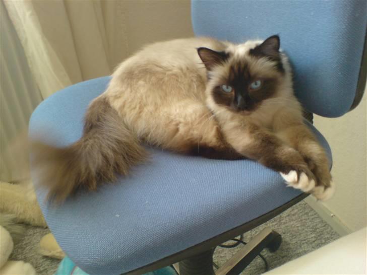 Hellig Birma Josefine *død* R.I.P. billede 6