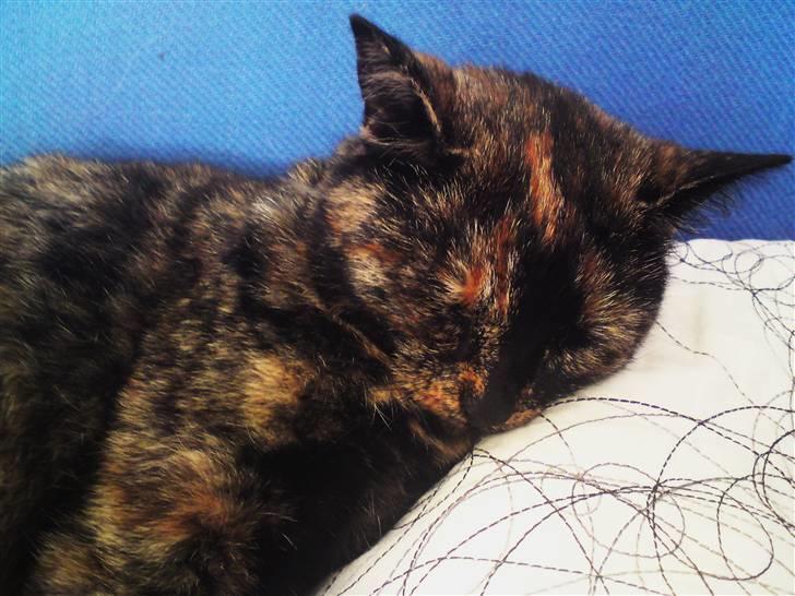 Blanding af racer Luna <3 - Sover rigtig sødt! :D billede 13