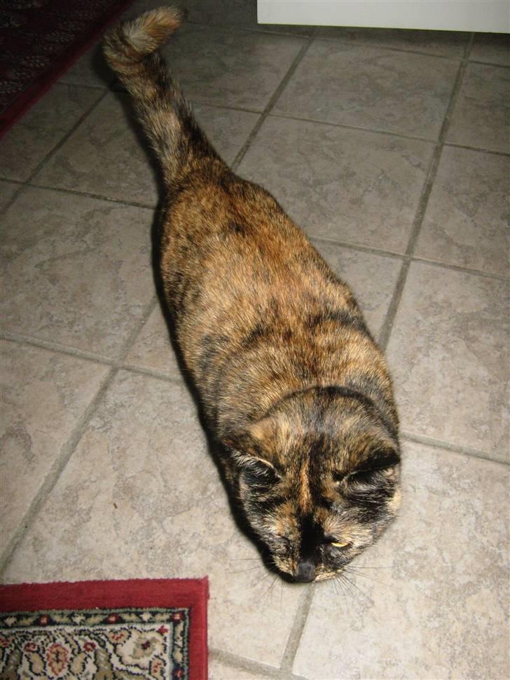 Blanding af racer Luna <3 - På opdagelse i det nye hus :b billede 14