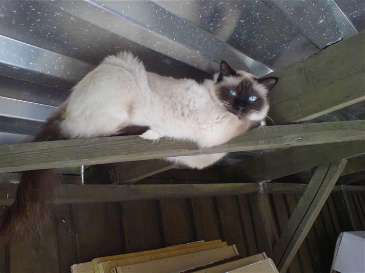 Hellig Birma Josefine *død* R.I.P. billede 7