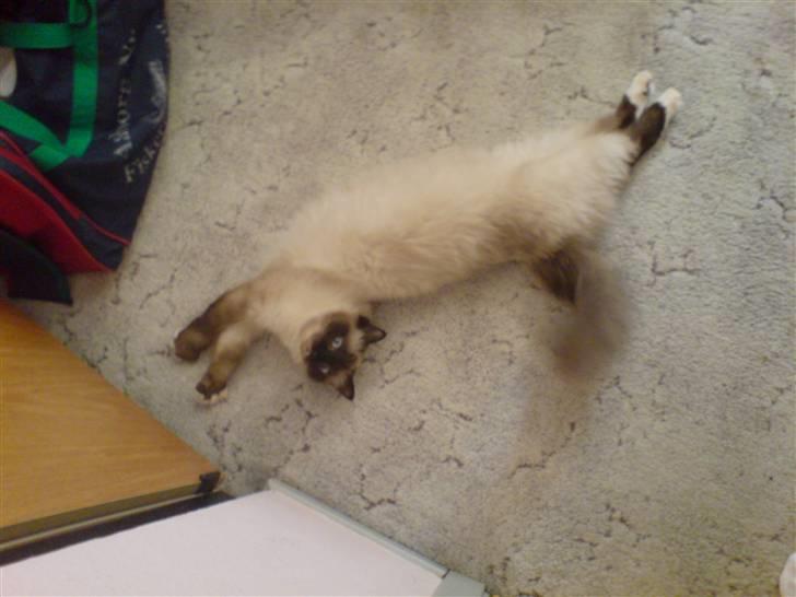 Hellig Birma Josefine *død* R.I.P. billede 8