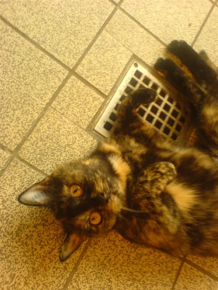 Blanding af racer Luna <3 - Det første billede jeg tog af hende. Det skulle jeg vise til min mor for at overtale hende til at vi SKULLE have hende! Og det gjorde vi så <3 billede 15