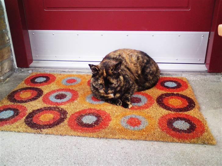 Blanding af racer Luna <3 - Hej. Jeg vil gerne ind! :D billede 16